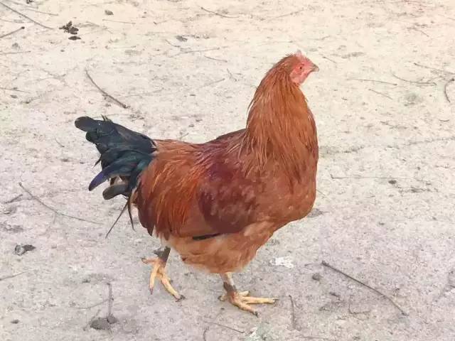 项城二高鸡的最新电话及相关讨论热议