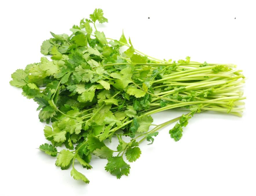 香菜价格最新行情动态更新