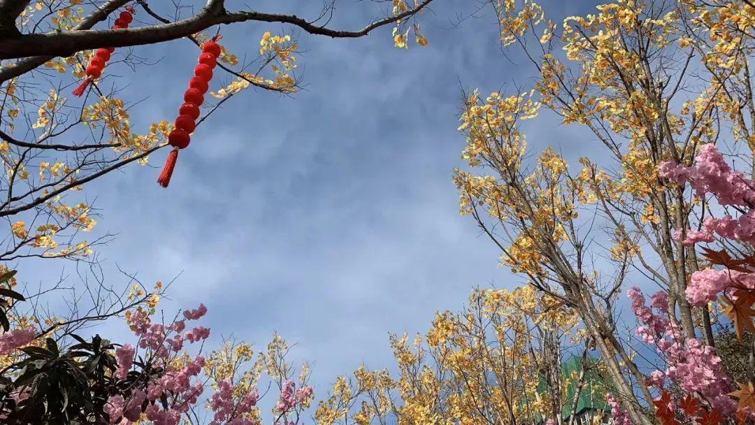 郑州森林公园最新动态更新