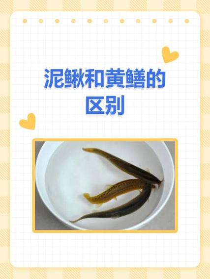 黄鳝收购商最新动态，行业变迁与商业趋势分析